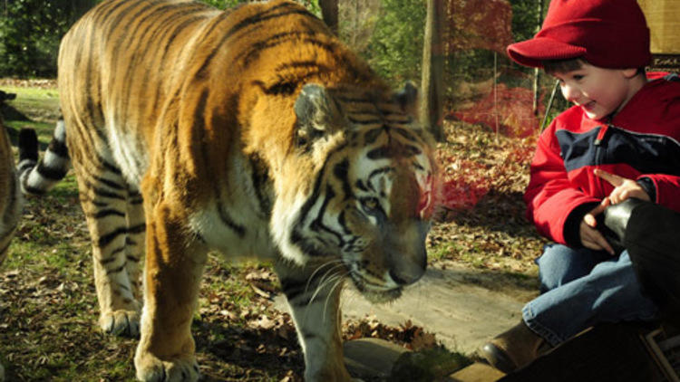 Bronx Zoo: Bleacher Creatures impress Guardians