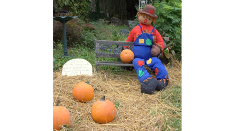 Harvest Festival and Pumpkin Patch