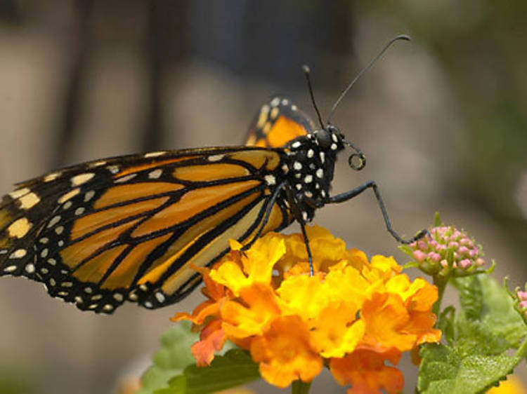 Butterfly Garden