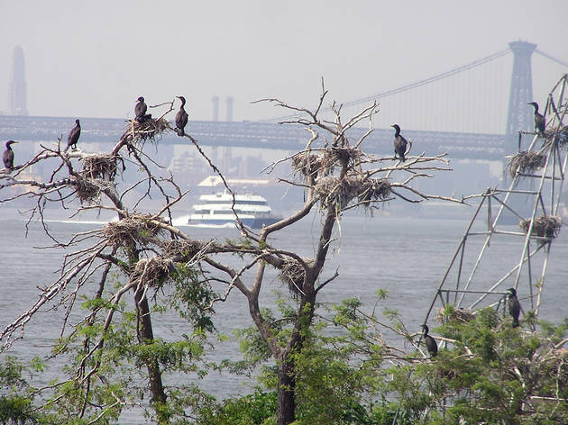 Meet your avian neighbors with NYC Audubon Meet your avian neighbors with NYC Audubon