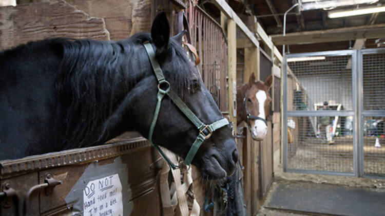 Kensington Stables