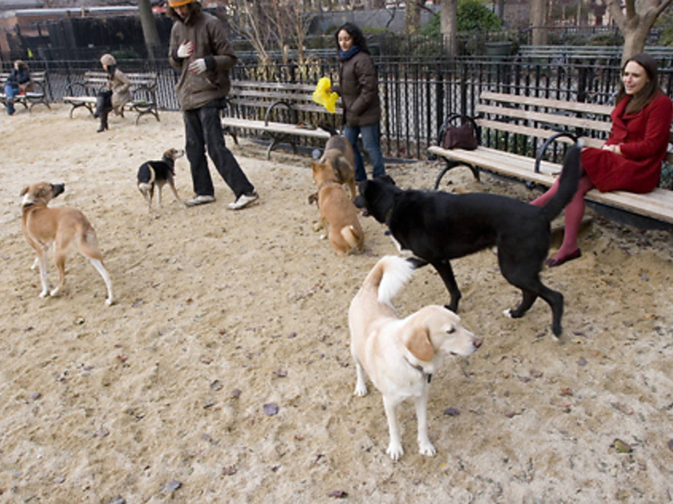 Dog friendly New York parks