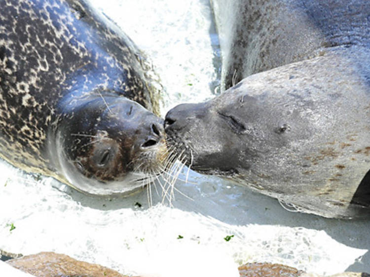 New York Aquarium