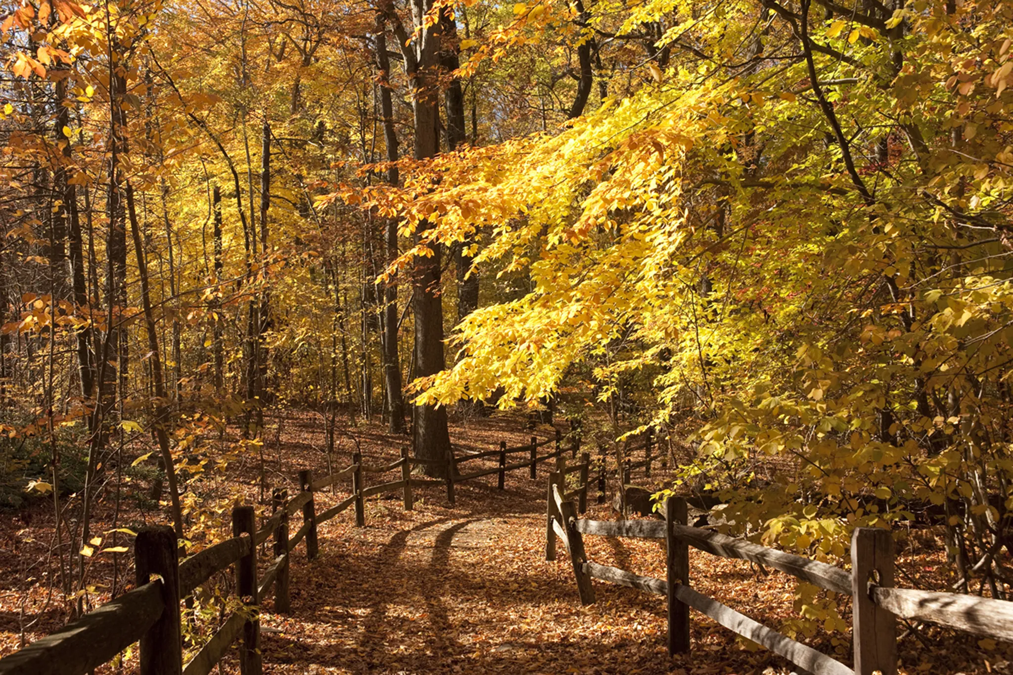 Thain Family Forest at NYBG