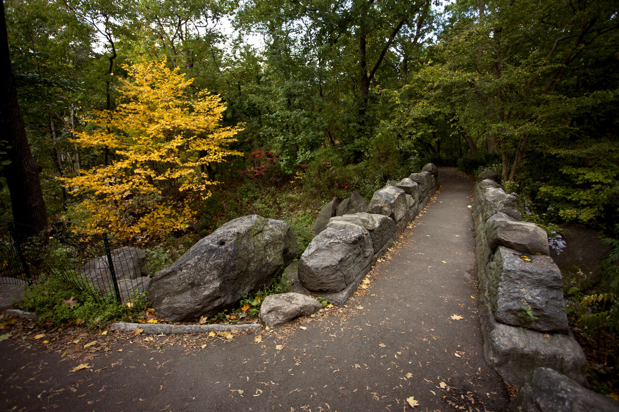 Autumn in Central Park