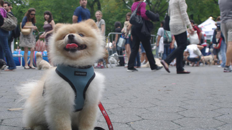 My Dog Loves Central Park Country Fair