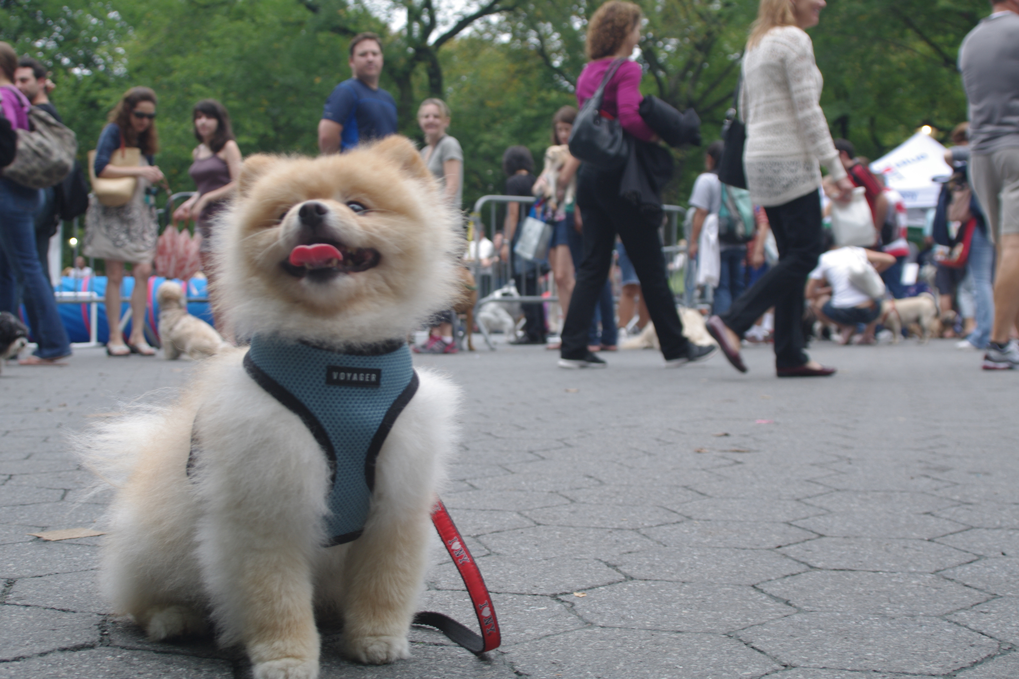 Best annual pet events for families in New York City