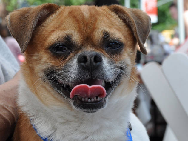 ny_migration_ev.adoptapalooza.jpg ev.adoptapalooza.jpg
