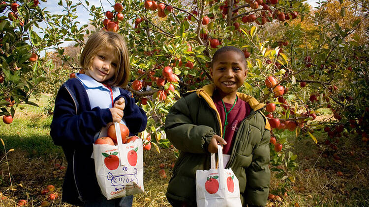 Go apple picking