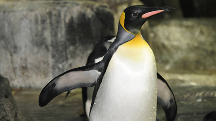 Penguin at the Central Park Zoo