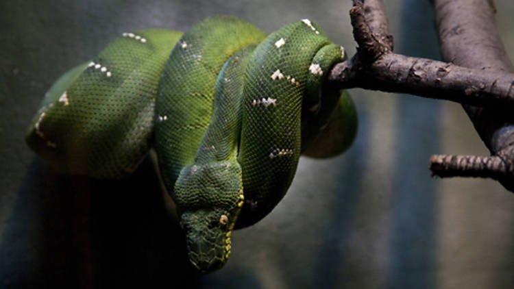 A snake in the Tropic Zone, mezzanine