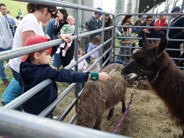 Fall festivals and fairs for NYC families Fall festivals and fairs for NYC families
