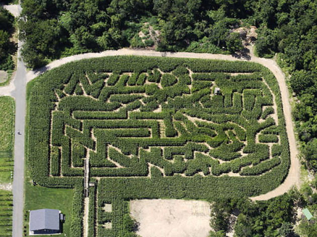 the amazing maze calabasa