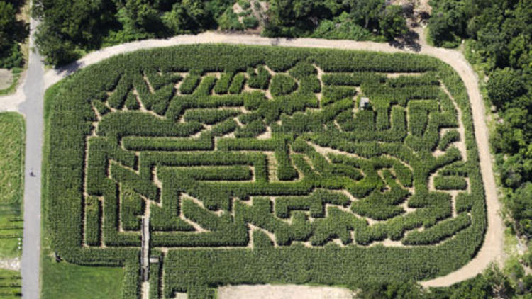 The Amazing Maize Maze