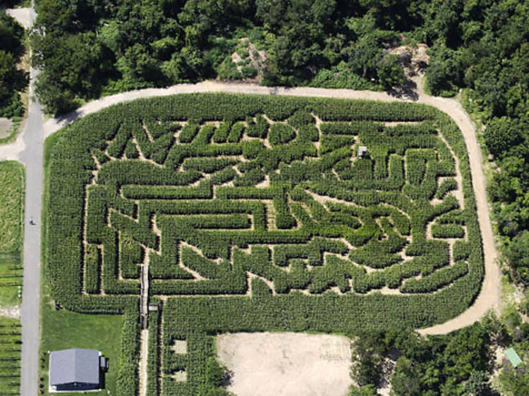 The Amazing Maize Maze