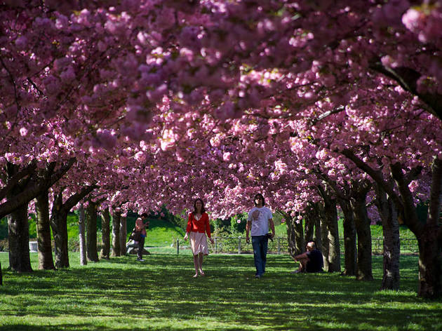 Sakura Matsuri Sakura Matsuri