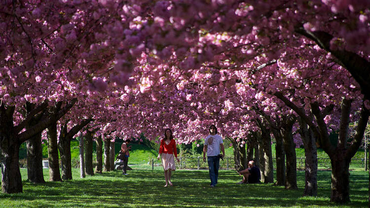 BBG Sakura Matsuri (Photograph: Joseph O. Holmes)