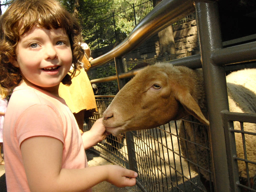 9 Best Petting Zoos in NYC for Kids