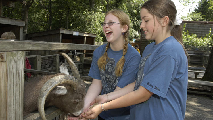 Bronx Zoo's Animal Kingdom Camp