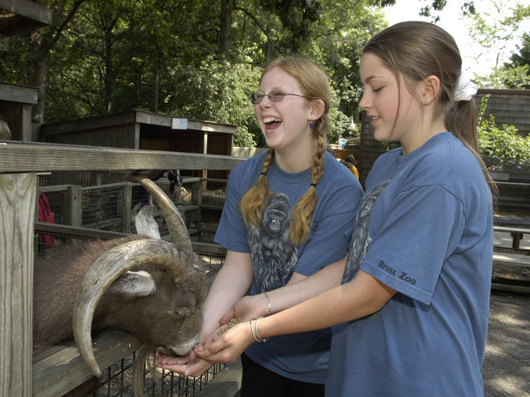 Summer camps for kids: The best special interest camps in NYC