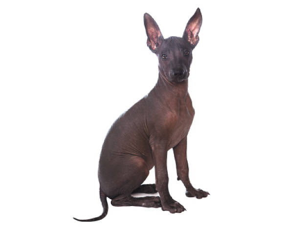 Xoloitzcuintle Xoloitzcuintle