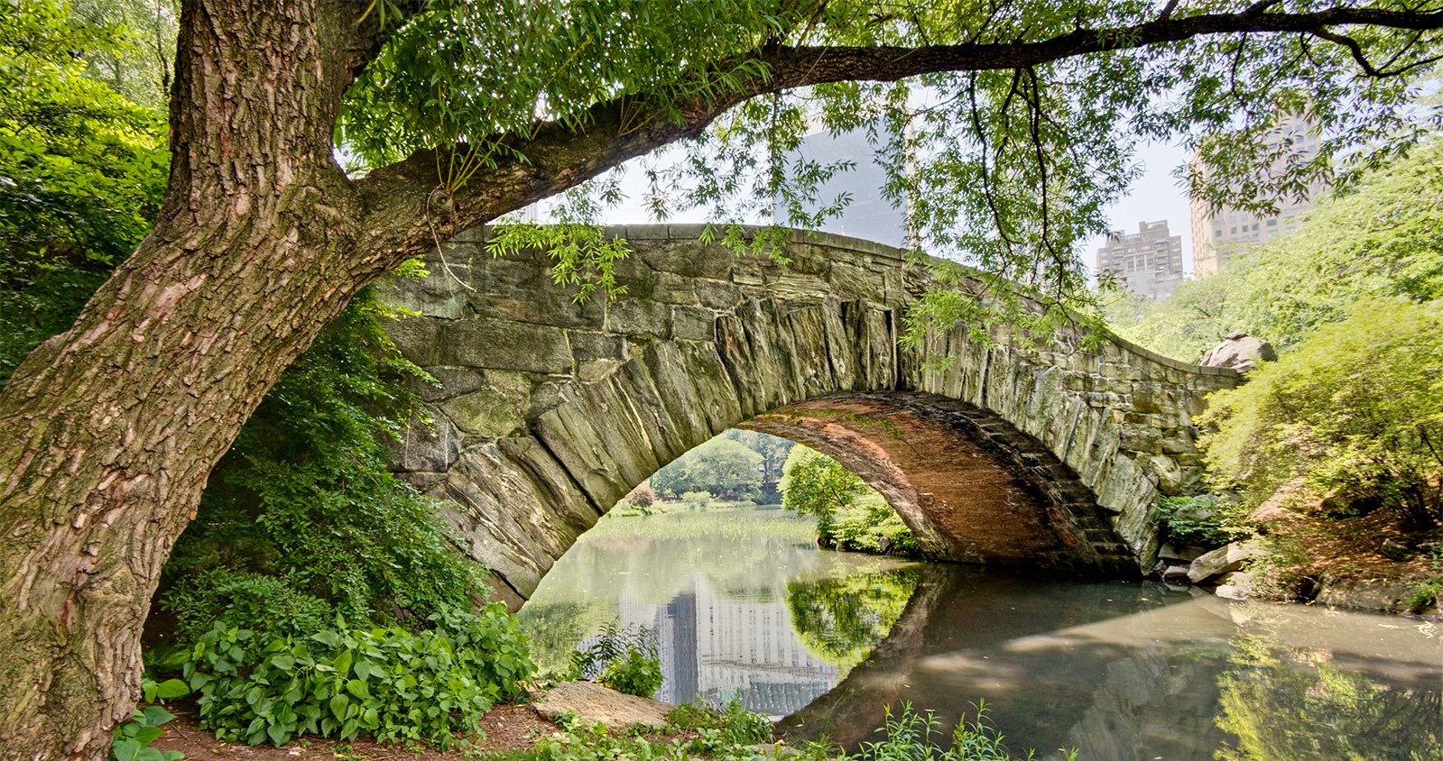Central park in summer, see all the beautiful photos
