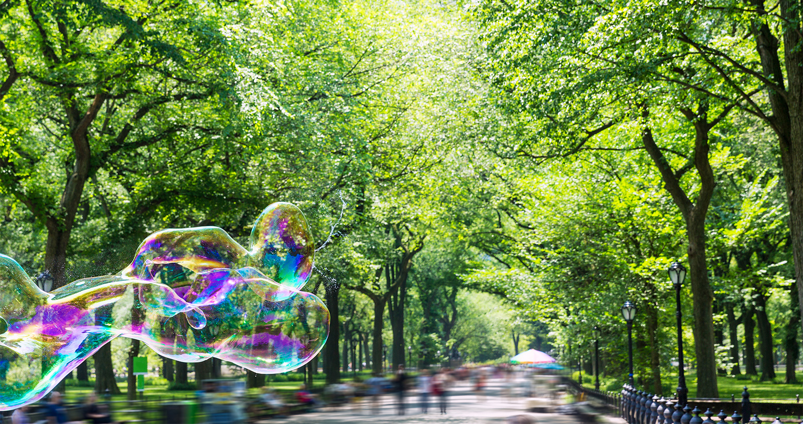 Central park in summer, see all the beautiful photos