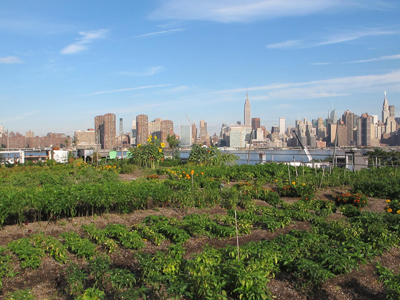 Best rooftop gardens and urban farms in NYC including Gallow Green