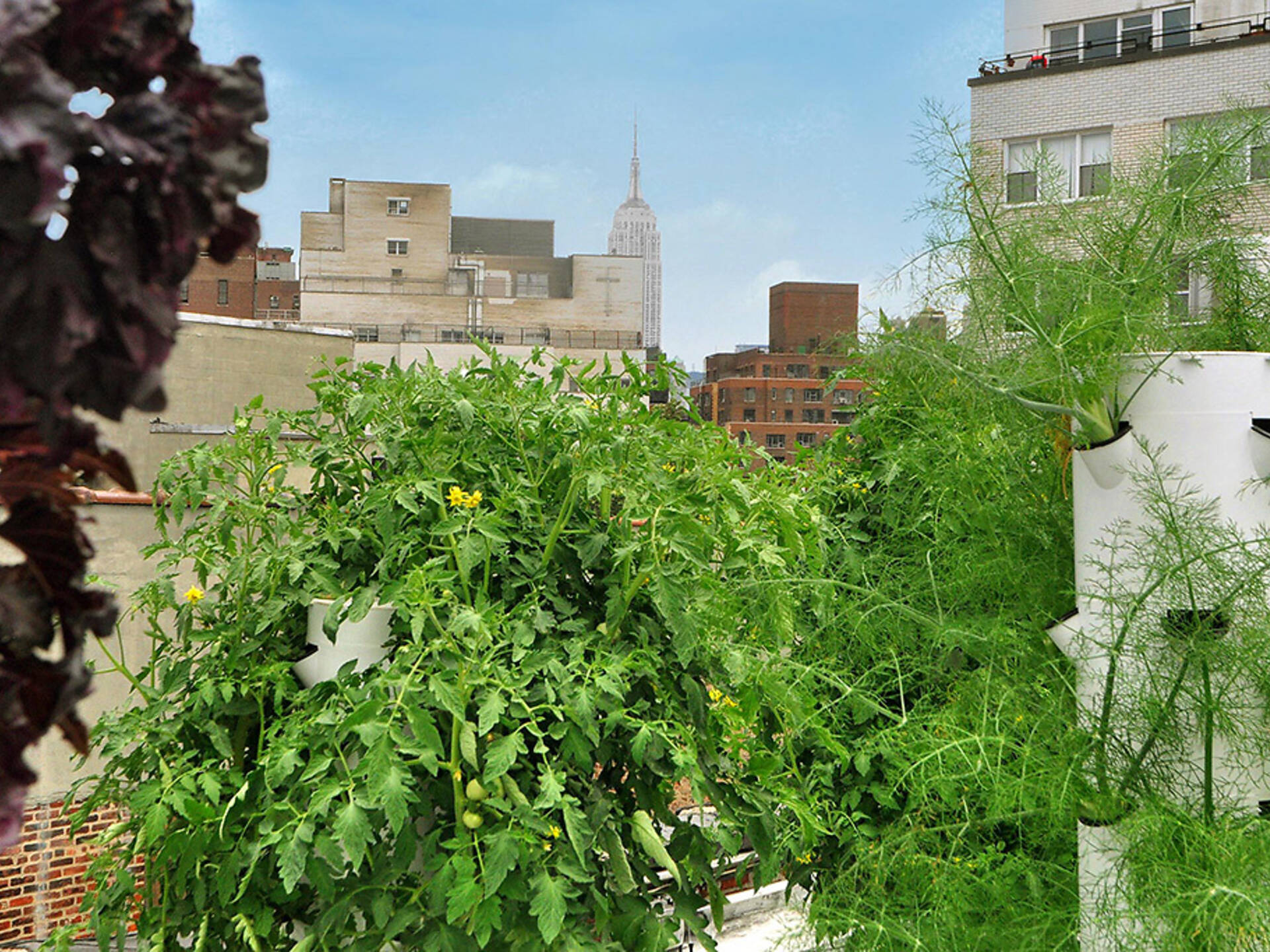 Best rooftop gardens and urban farms in NYC including Gallow Green