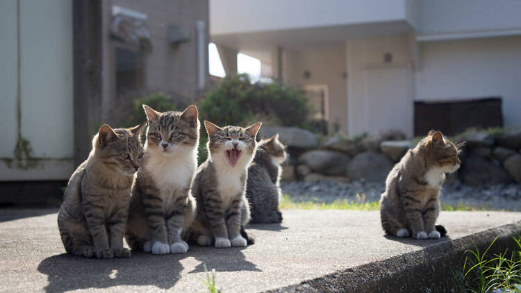 10. Meet the cats of Ainoshima Island