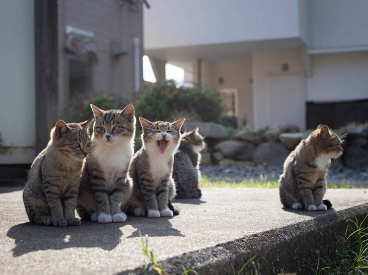 10. Meet the cats of Ainoshima Island