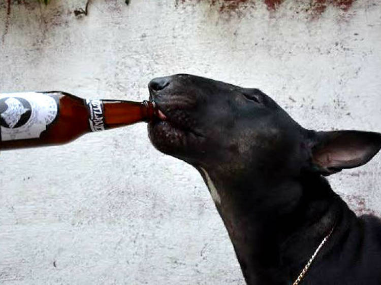 Cerveza para perros en el DF