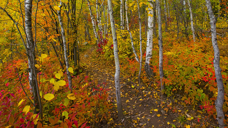 Minnesota: Peep leaves on the Superior Hiking Trail