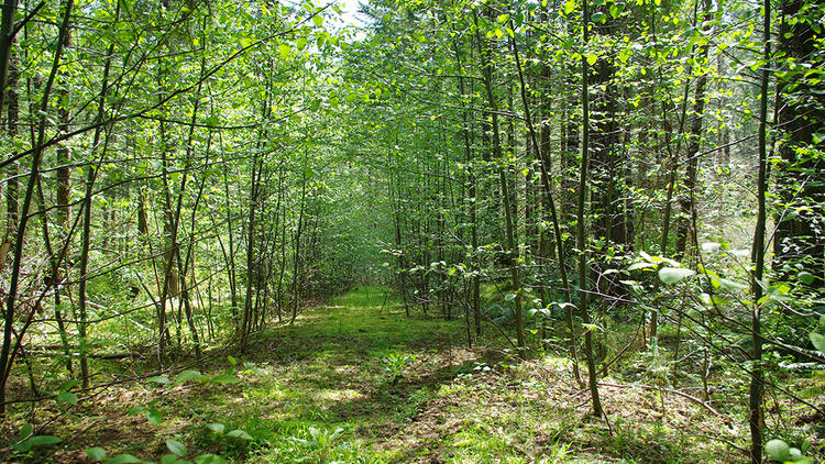 Oregon: Photograph the trees on Tillamook Head Trail