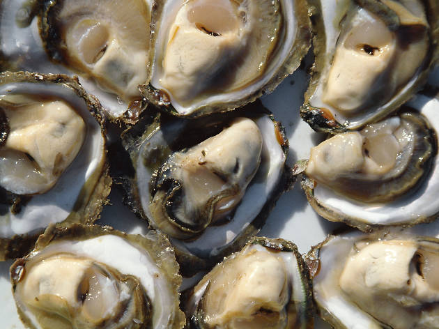 Oysters