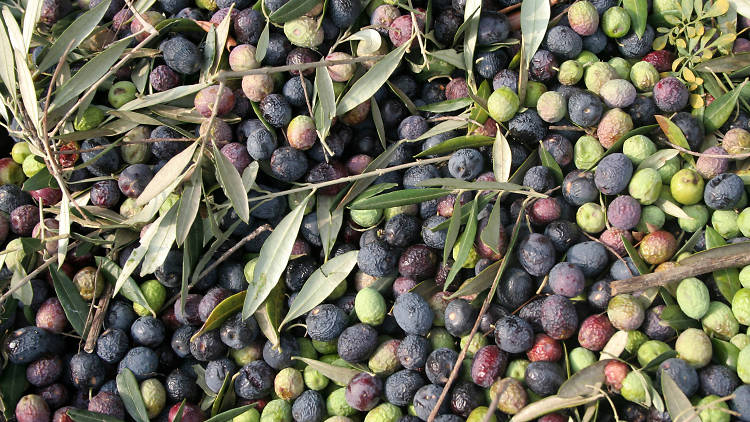 olive oil, Olives, food and drink, restaurants, croatia, time out croatia