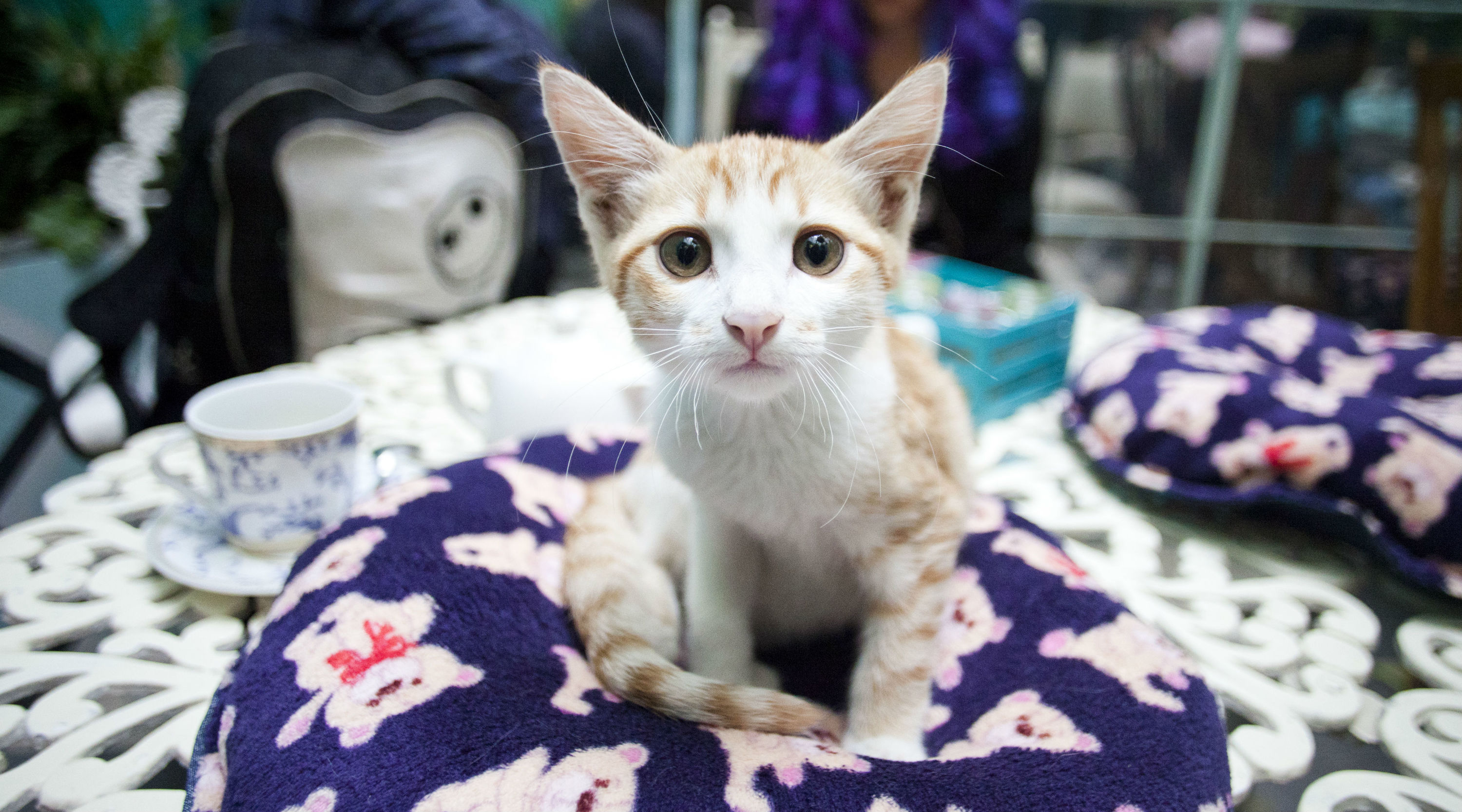 Guía para gatos en la Ciudad de México