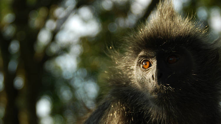 Play with silverleaf monkeys at Kuala Selangor