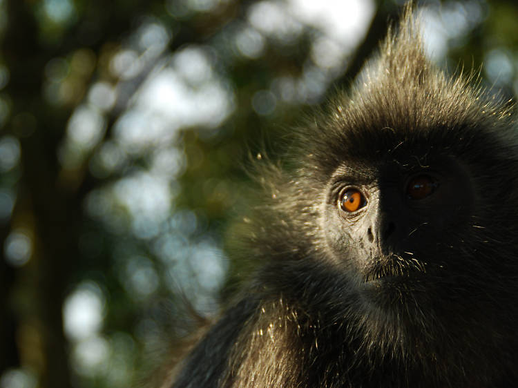 Play with silverleaf monkeys at Kuala Selangor