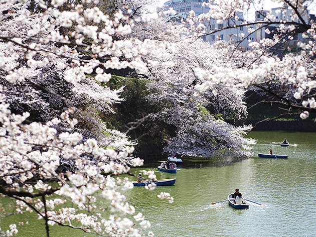 The cherry blossoms of Edo The cherry blossoms of Edo