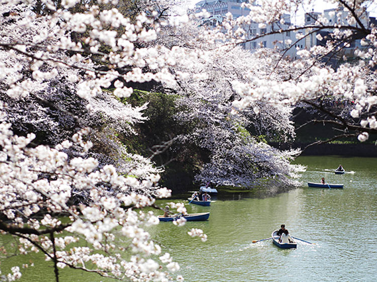 The cherry blossoms of Edo