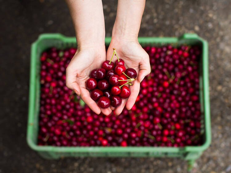 Pick your own cherries