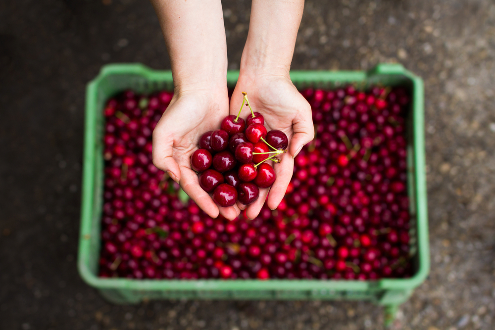 Best cherry picking NY has to offer near the city