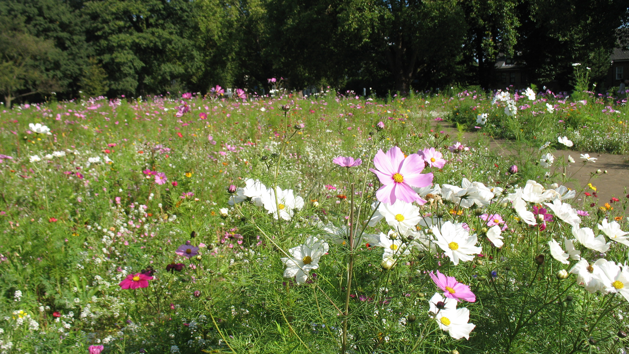 la hidden flowers fields