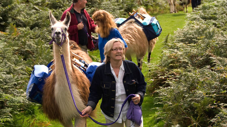 Take a walk on the wool side with llamas in Surrey 
