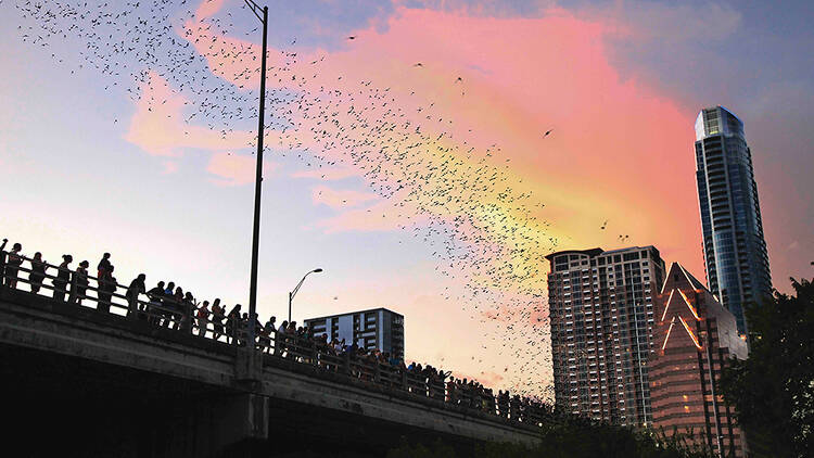 Go to bat on Lady Bird Lake