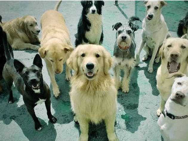 Caninomondo Caninomondo
