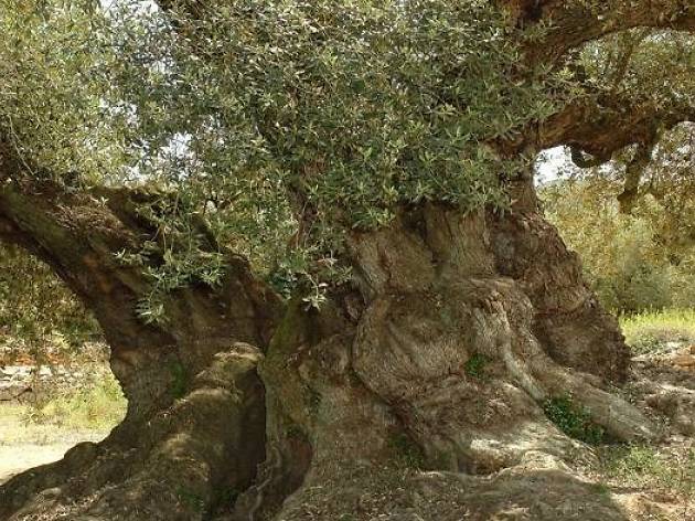 Olivos milenarios Olivos milenarios