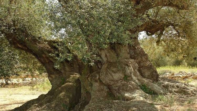Olivos milenarios: testigos vivos de nuestra cultura