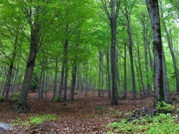 Portalcaching Árboles del Montseny Portalcaching Árboles del Montseny